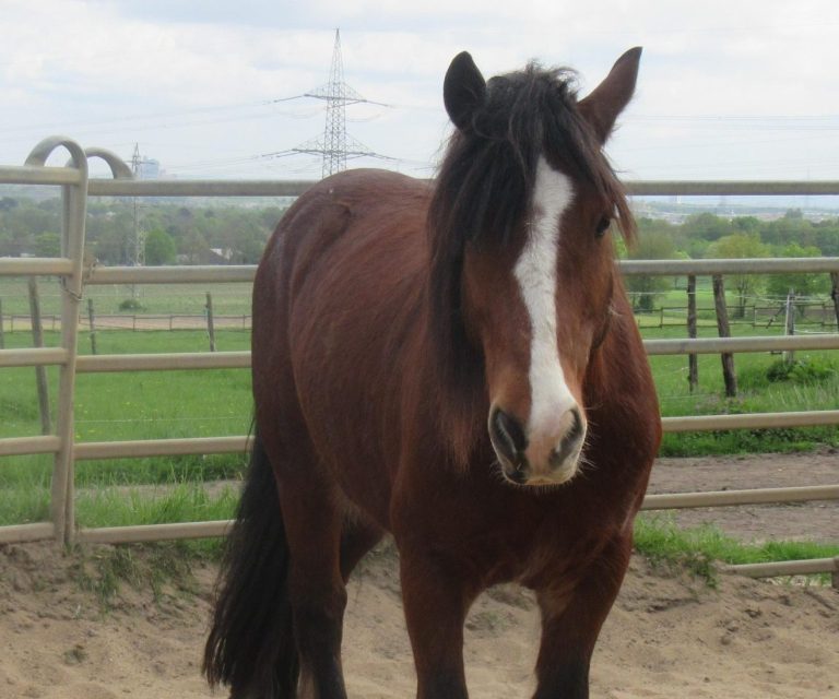 Pferd beim Einzel-Coaching Reaktion des Pferdes beim Einzel-Coaching erleben