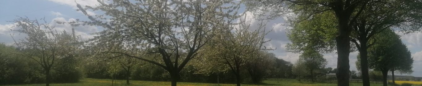 Bäume auf Wiese im Sommer