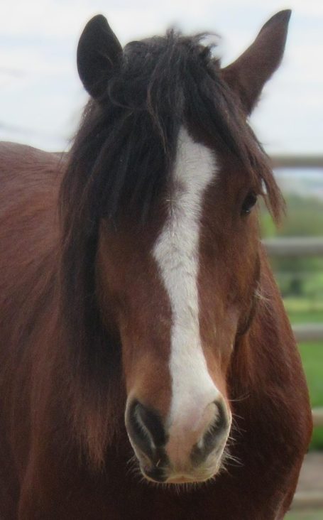 Pferd als Spiegel das Pferd als Spiegel gibt klares und ungefiltertes Feedback
